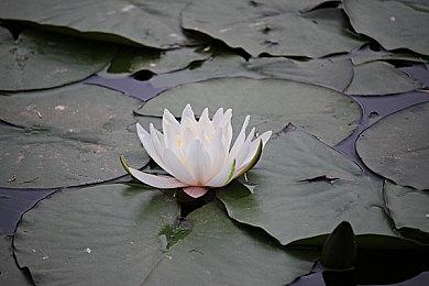 《死神：魂魄觉醒》角色预告片 力量角色茶渡泰虎